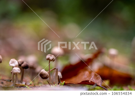 Forest mushrooms. Forest mushrooms. 106554834