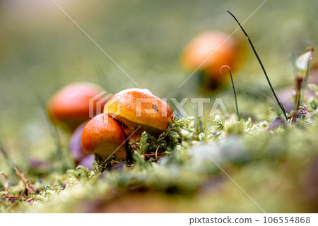 Suillius grevillei mushroom. Forest edible mushrooms. Suillius grevillei mushroom. Forest edible mushrooms. 106554868