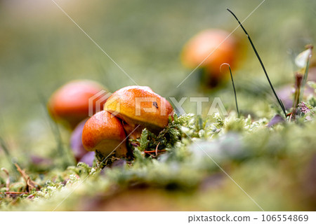 Suillius grevillei mushroom. Forest edible mushrooms. Suillius grevillei mushroom. Forest edible mushrooms. 106554869