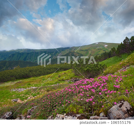 Rhododendron flowers in summer mountain 106555176