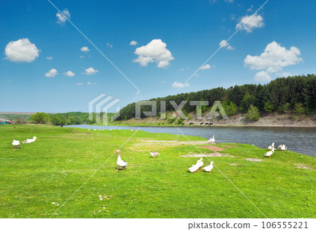 small country chapel country landscape 106555221