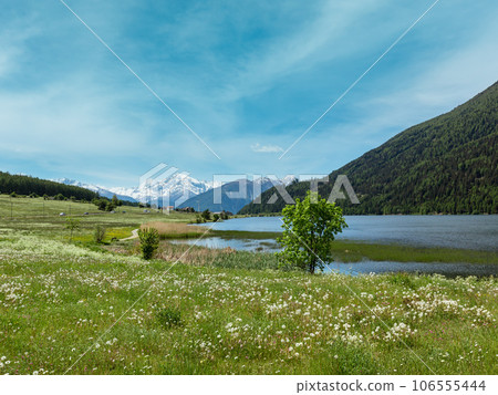 Summer dandelion meadow (Italy). Summer dandelion meadow (Italy). 106555444