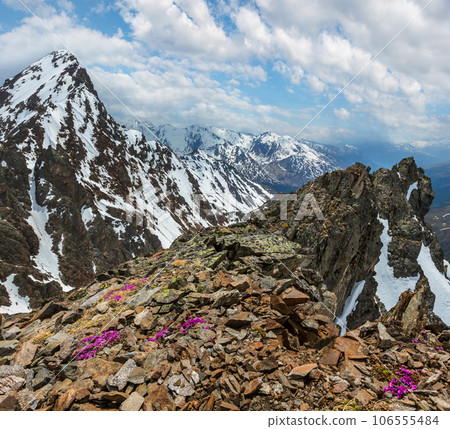 Alp flowers  over mountain precipice and clouds 106555484