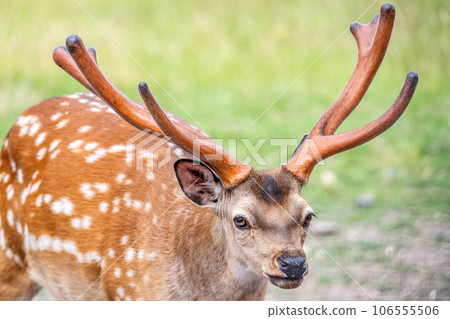 Wildlife Deer Fawn in german Reh, Kitz or Rehkitz Capreolus capreolus close up walking in the gras 106555506