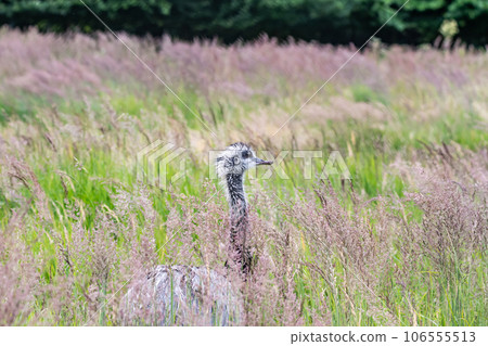 Austrailian Wildlife Emu Dromaius novaehollandiae, close up portrait walking in the bush grass Austrailian Wildlife Emu Dromaius novaehollandiae, close up portrait walking in the bush grass 106555513