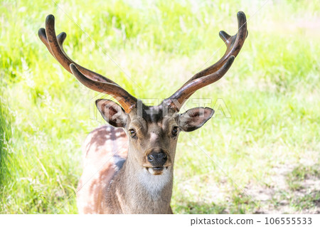 Wildlife Deer Fawn in german Reh, Kitz or Rehkitz Capreolus capreolus close up walking in the gras Wildlife Deer Fawn in german Reh, Kitz or Rehkitz Capreolus capreolus close up walking in the gras 106555533