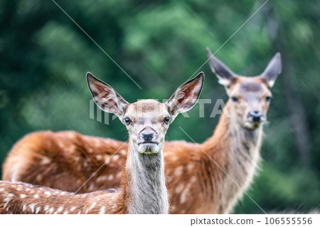 Wildlife Deer Fawn in german Reh, Kitz or Rehkitz Capreolus capreolus close up walking in the gras Wildlife Deer Fawn in german Reh, Kitz or Rehkitz Capreolus capreolus close up walking in the gras 106555556