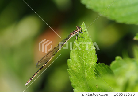 Autumn damselfly dragonfly (female) Autumn damselfly dragonfly (female) 106555559