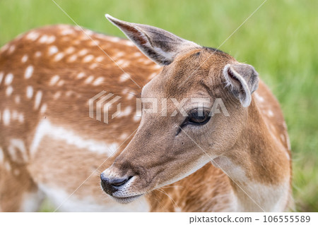 Wildlife Deer Fawn in german Reh, Kitz or Rehkitz Capreolus capreolus close up walking in the gras Wildlife Deer Fawn in german Reh, Kitz or Rehkitz Capreolus capreolus close up walking in the gras 106555589