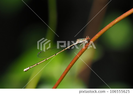 秋豆娘蜻蜓（雌） 106555625