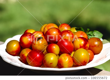 yellow-red plums on a white plate. Photo made in garden. 106555672