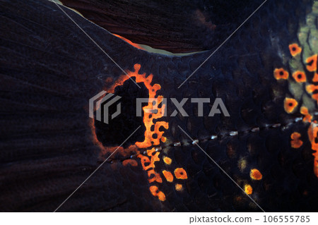 圖文素材 眼狀光斑宇航員 106555785