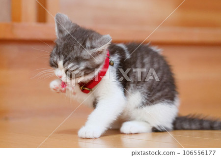 Kitten washing face Kitten washing face 106556177