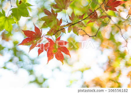 Autumn leaves Autumn leaves 106556182