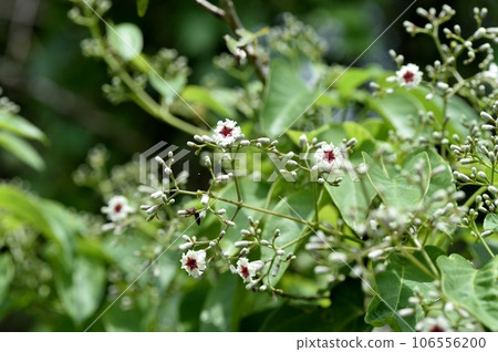Hexokazura flowers Hexokazura flowers 106556200