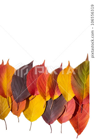 border of colorful autumn leaves isolated on a white background. Top border of colorful autumn leaves isolated on a white background. Top 106556319