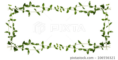 Banner. Frame with green branches isolated on white background. Top Banner. Frame with green branches isolated on white background. Top 106556321