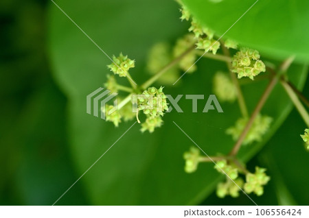 蓮花葉的雌花 蓮花葉的雌花 106556424