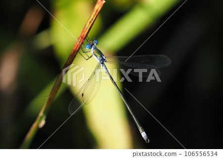 Aoito Tombo (male) Aoito Tombo (male) 106556534