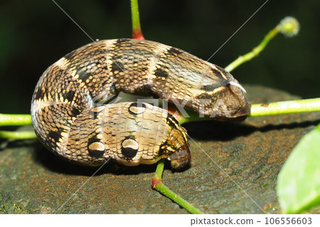 Larva of Venetian lizard 106556603