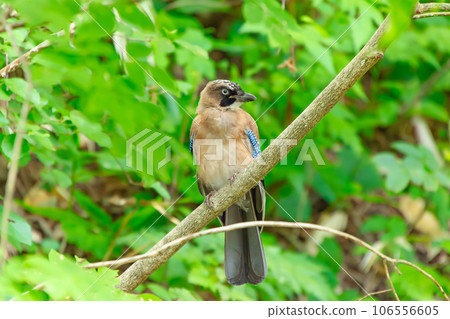 在樹枝上的塞子 在樹枝上的塞子 106556605