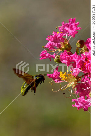 bee and crape myrtle bee and crape myrtle 106557152