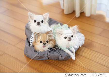 Three chihuahuas in a bag 106557435