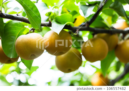 秋季風味、時令梨、秋月 106557482