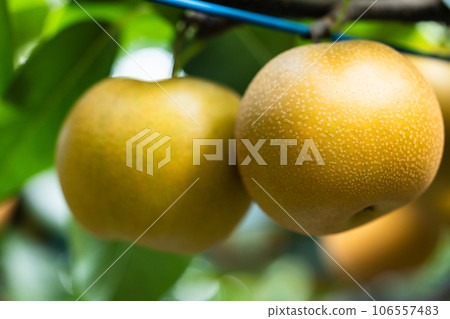 秋季風味、時令梨、秋月 秋季風味、時令梨、秋月 106557483