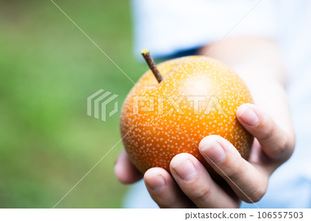 秋季風味、時令梨、秋月 106557503