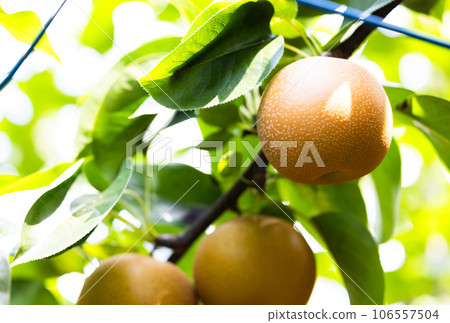 秋季風味、時令梨、秋月 106557504