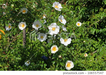 Naniwai rose flower Naniwai rose flower 106557547