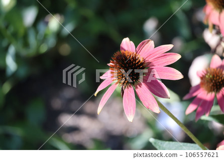 粉紅色花瓣紫色開花植物的特寫鏡頭 106557621