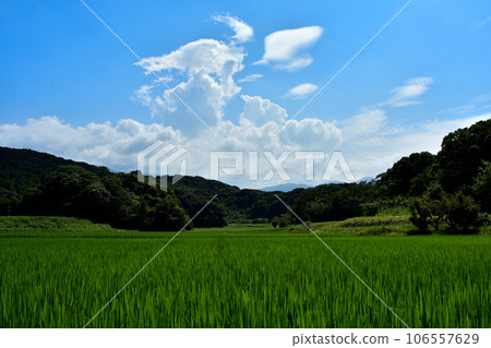 Itoshima City, Fukuoka Prefecture: Rice, blue sky, and white clouds Itoshima City, Fukuoka Prefecture: Rice, blue sky, and white clouds 106557629