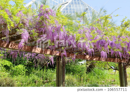 Fuji flowers in full bloom Fuji flowers in full bloom 106557711