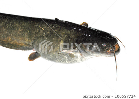 I took a picture of a live, good-sized catfish with a white background 106557724