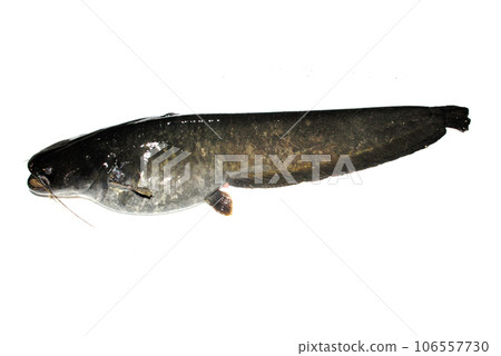 I took a picture of a live, good-sized catfish with a white background 106557730