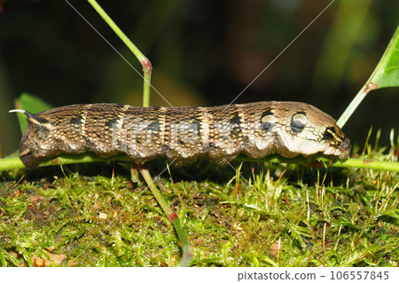 Larva of Venetian lizard 106557845