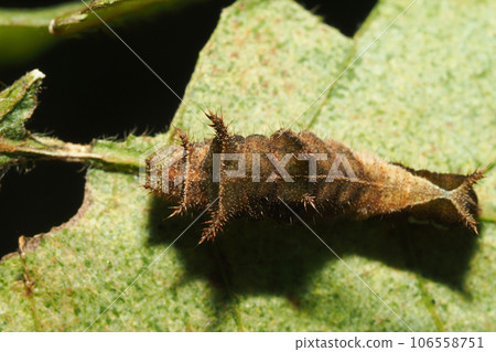 Larvae of Komisuji 106558751