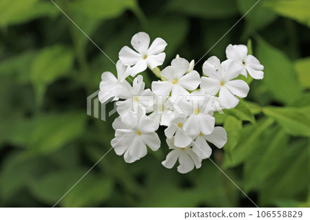 White phlox flower spike White phlox flower spike 106558829