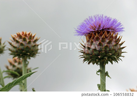 Purple cardoon flower bud in close up 106558832
