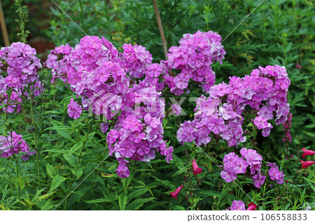 Pink phlox flower spikes Pink phlox flower spikes 106558833