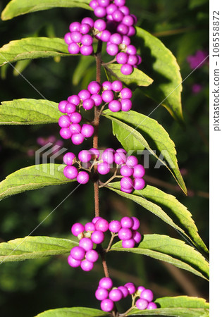 Fruit of Comrla Sikigu 106558872