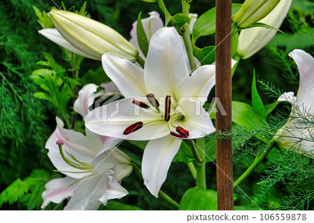 Summer flowers Summer flowers 106559878