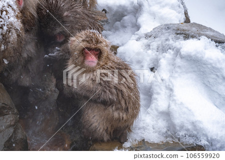 Snow Monkey (Jigokudani Monkey Park) 106559920