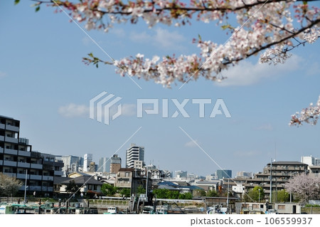 勝島運河開滿鮮花 106559937