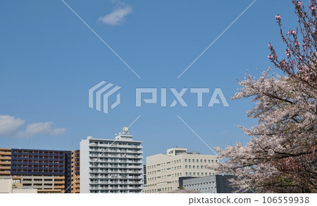 勝島運河開滿鮮花 勝島運河開滿鮮花 106559938