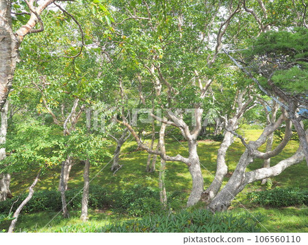 Birch slope 106560110