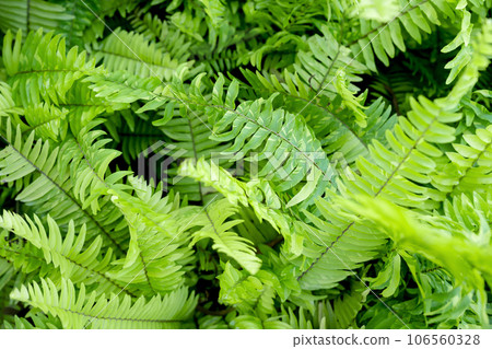 The Freshness Ferns leaves as background. 106560328