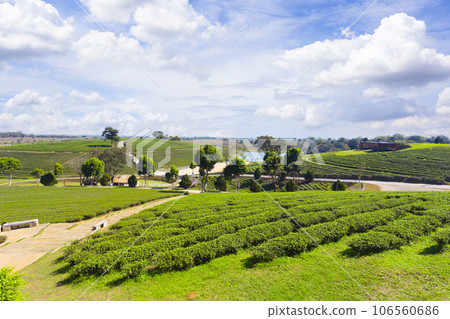 The Beautiful landscape view of choui fong tea plantation at Chiang Rai province in thailand. 106560686